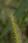Yellow foxtail
